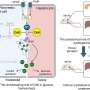 Shared signaling regulator may link liver and pancreas dysfunction in type 2 diabetes