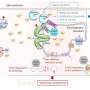 A protein-degradation mechanism opens a new treatment route for an inherited arrhythmia