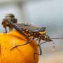 A shorter, better-tolerated treatment for Chagas disease is possible