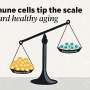 Immune cell map uncovers how individual aging trajectories diverge