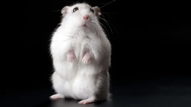 Researchers slow neurodegeneration in mice by barring T cells from the brain