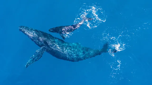 Opinion: Whale songs: the sounds of love and loss as heard by an OB-GYN