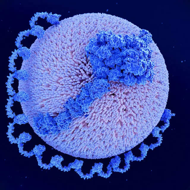 How Did a Heart Drug With So Much Promise Fall So Flat?