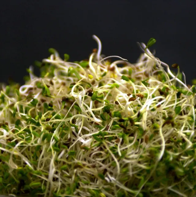 Alfalfa Sprouts Linked to Illnesses in 15 States, F.D.A. Says