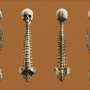 Researchers discover overlooked process of bone renewal