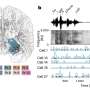 LLM-inspired study sheds light on how brain cells encode the meaning of words