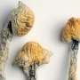 Psilocybin may help the brain recover from concussion, new study finds