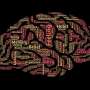 Inhibitory brain cells balance memory detail and stability, study suggests