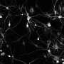 Cellular recycling changes with age, but not how we expected