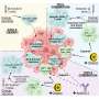 Same-day chemotherapy boosts cancer vaccine responses in preclinical models