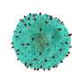 Fast-acting immune cells blur traditional divide between innate and adaptive immunity