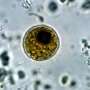 How pond algae led to a Nobel prize and a new way to study the brain