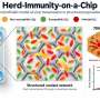 'Herd-Immunity-on-a-Chip' recreates viral transmission within a simulated population