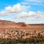 Ocean, desert rainfall and a parasitic disease: Researchers connect patterns
