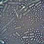 Early gut microbes help the newborn immune system fight deadly infections, mouse experiments suggest