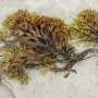 Natural substance from seaweed has strong antioxidant properties