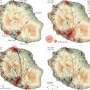 Chikungunya likely entered Réunion Island once then spread through human movement, study suggests