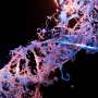 How loss of the critical tumor suppressor p53 enables mutant cells to expand through normal tissue