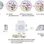 Novel spatial technology may improve our understanding of cancer biology