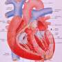 Study offers insights on how heart valves last so long