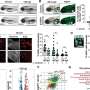 How cells respond differently to a cancer-causing gene