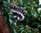LA officials document first case of a rabid raccoon in more than 50 years